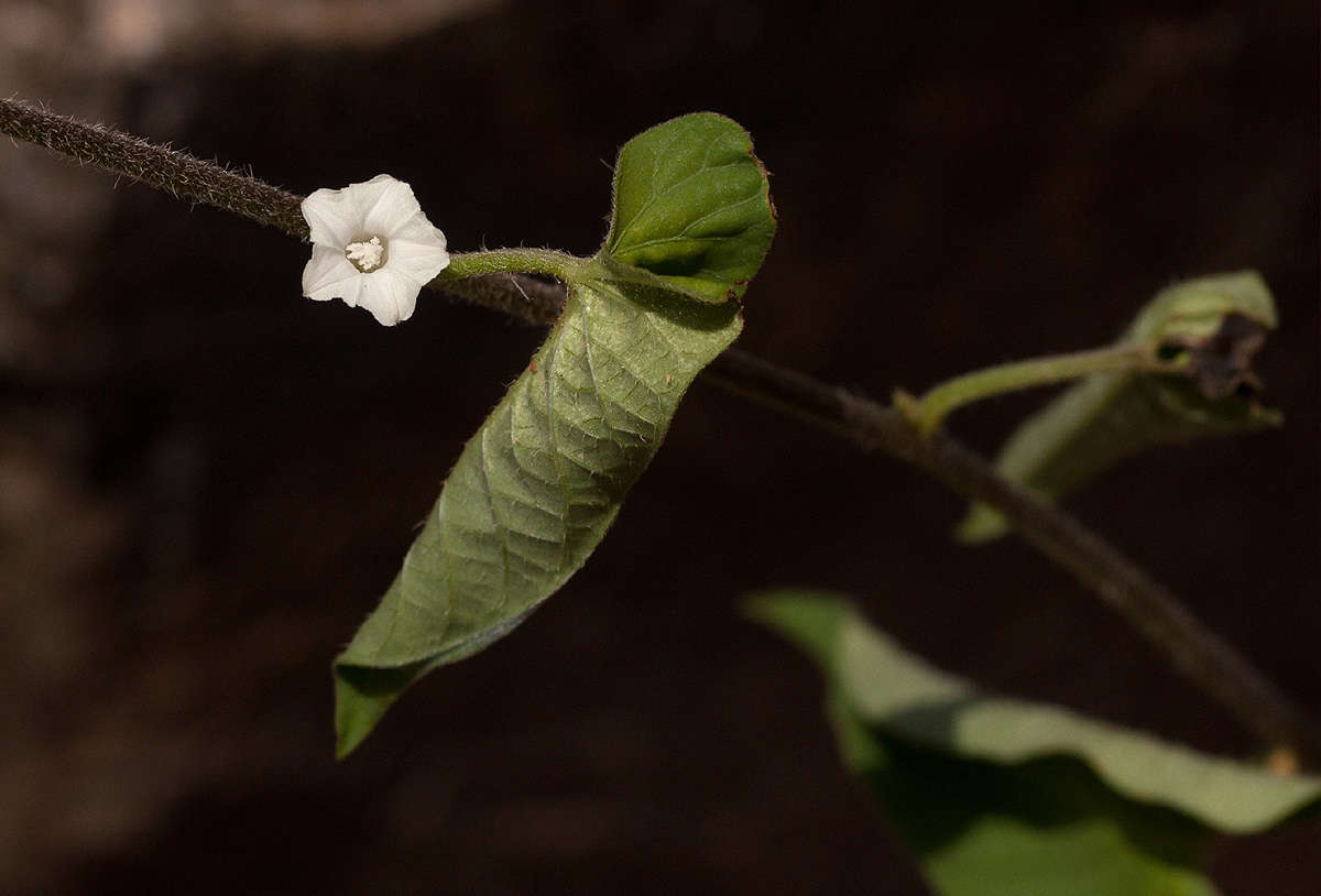 Image of Ipomoea biflora (L.) Pers.