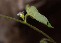 Image of Ipomoea biflora (L.) Pers.