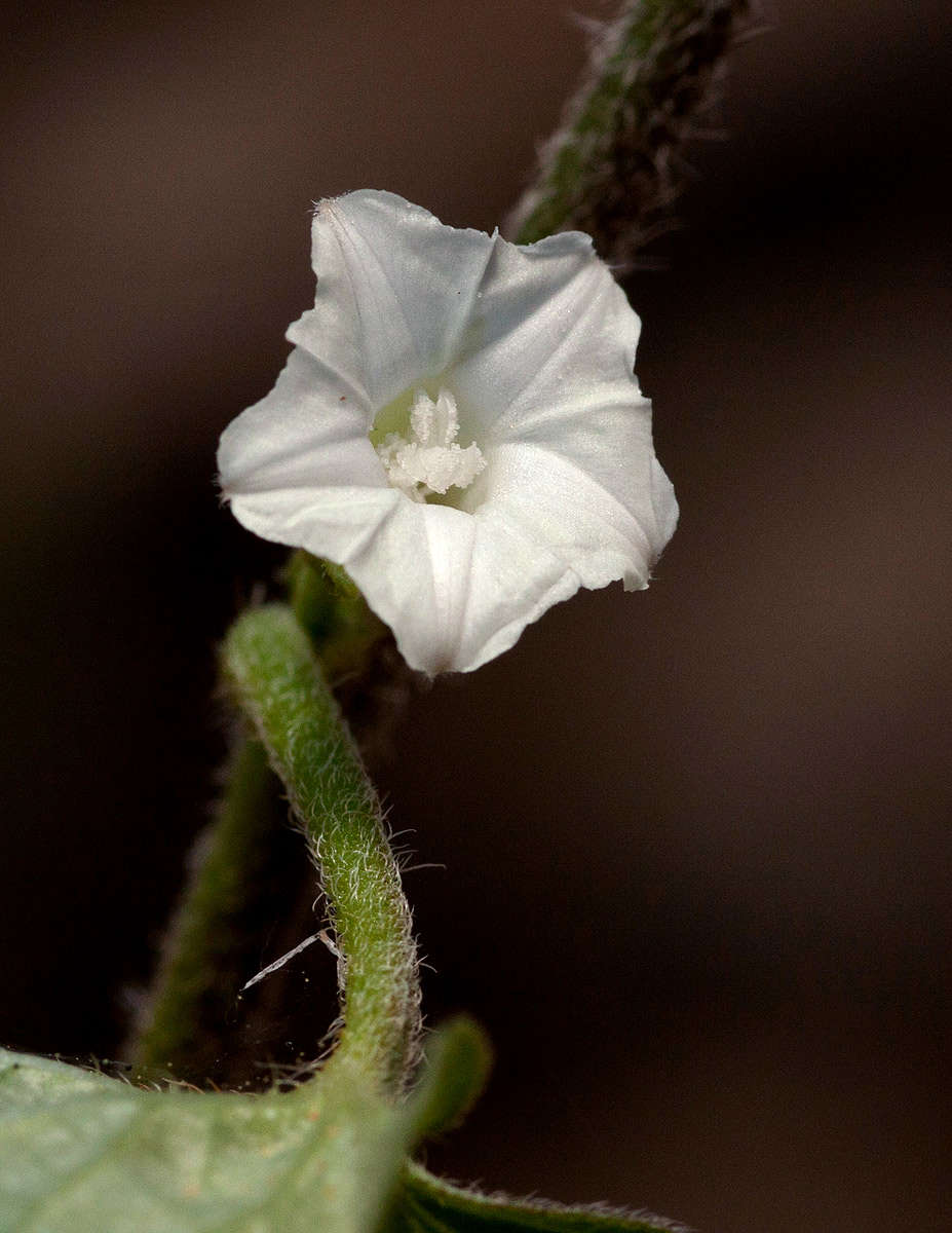 Image of Ipomoea biflora (L.) Pers.