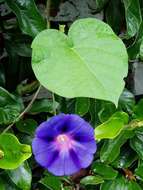 Image of morning-glory