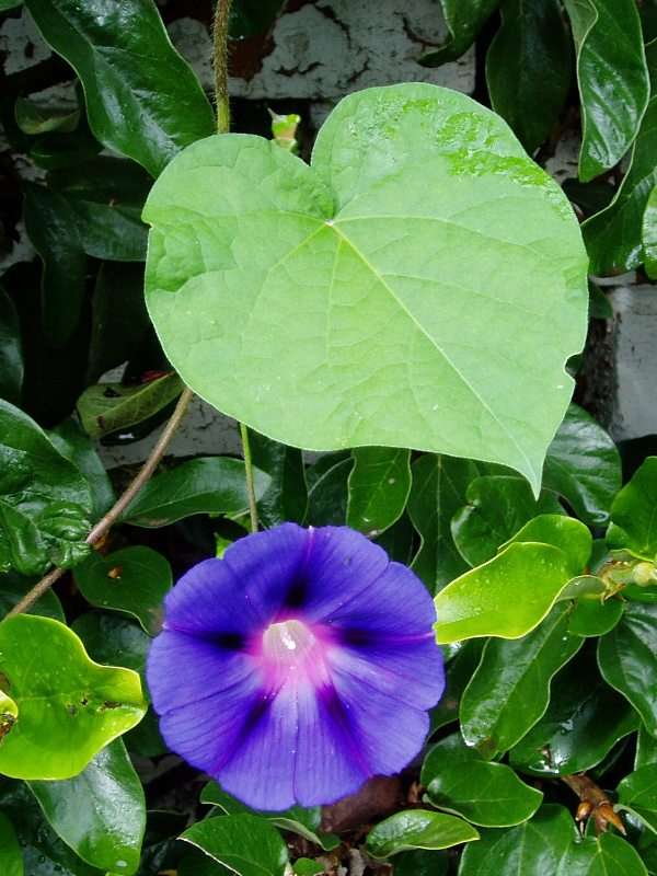 Image of morning-glory