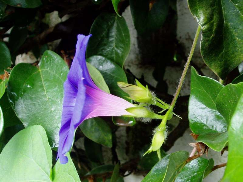 Image of morning-glory