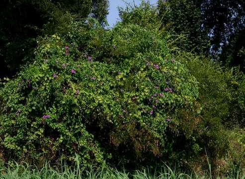 Image of Ipomoea rubens Choisy