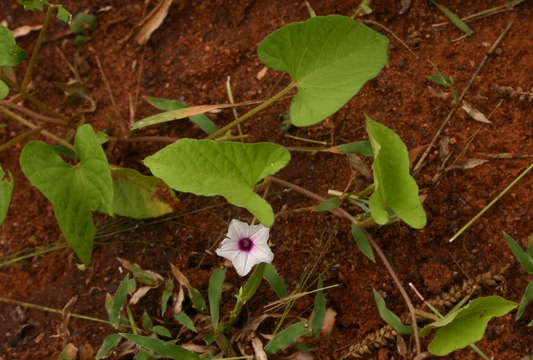 Image of Ipomoea sinensis (Desr.) Choisy