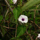 Image of Ipomoea tenuirostris subsp. tenuirostris