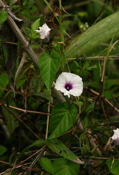 Ipomoea tenuirostris Choisy的圖片