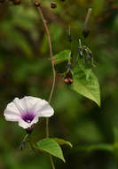 Image of Ipomoea tenuirostris Choisy