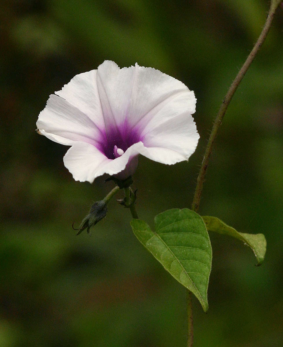 Image of Ipomoea tenuirostris Choisy