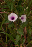 Image of Ipomoea tenuirostris Choisy