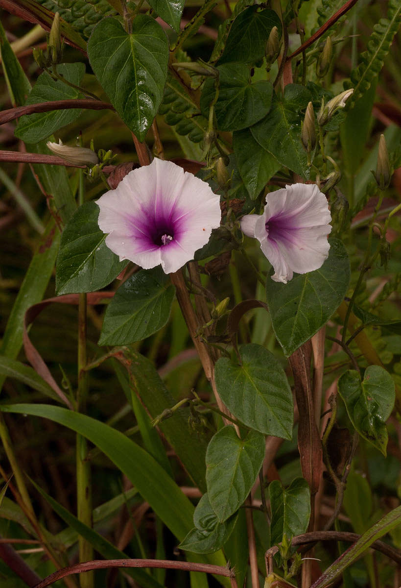 Image of Ipomoea tenuirostris Choisy