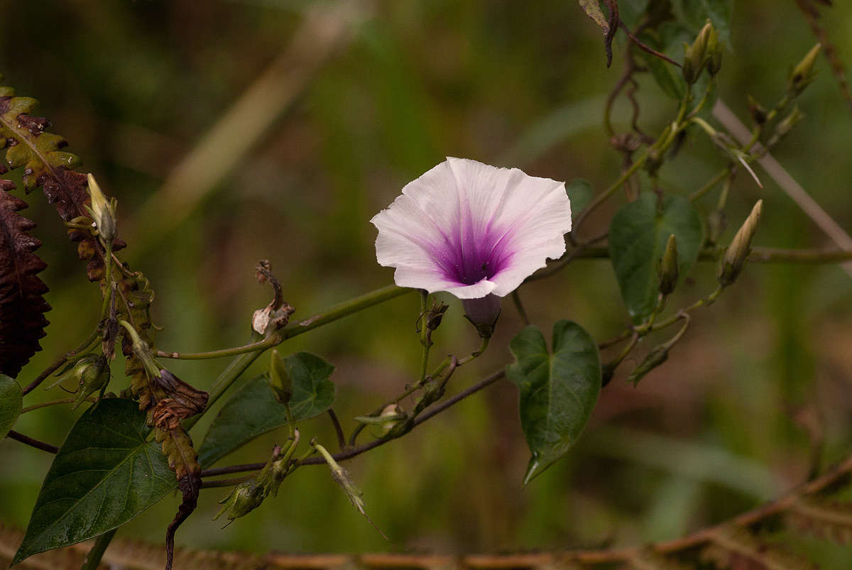 Image of Ipomoea tenuirostris Choisy