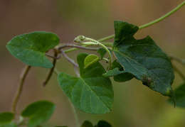 Image of Ipomoea tenuirostris Choisy