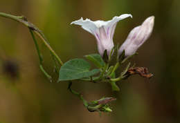 Image of Ipomoea tenuirostris Choisy