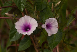 Image of Ipomoea tenuirostris Choisy