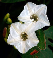 Image of Paralepistemon