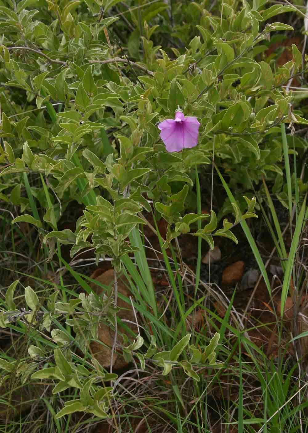 Plancia ëd Ipomoea holubii Baker