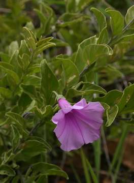 Plancia ëd Ipomoea holubii Baker