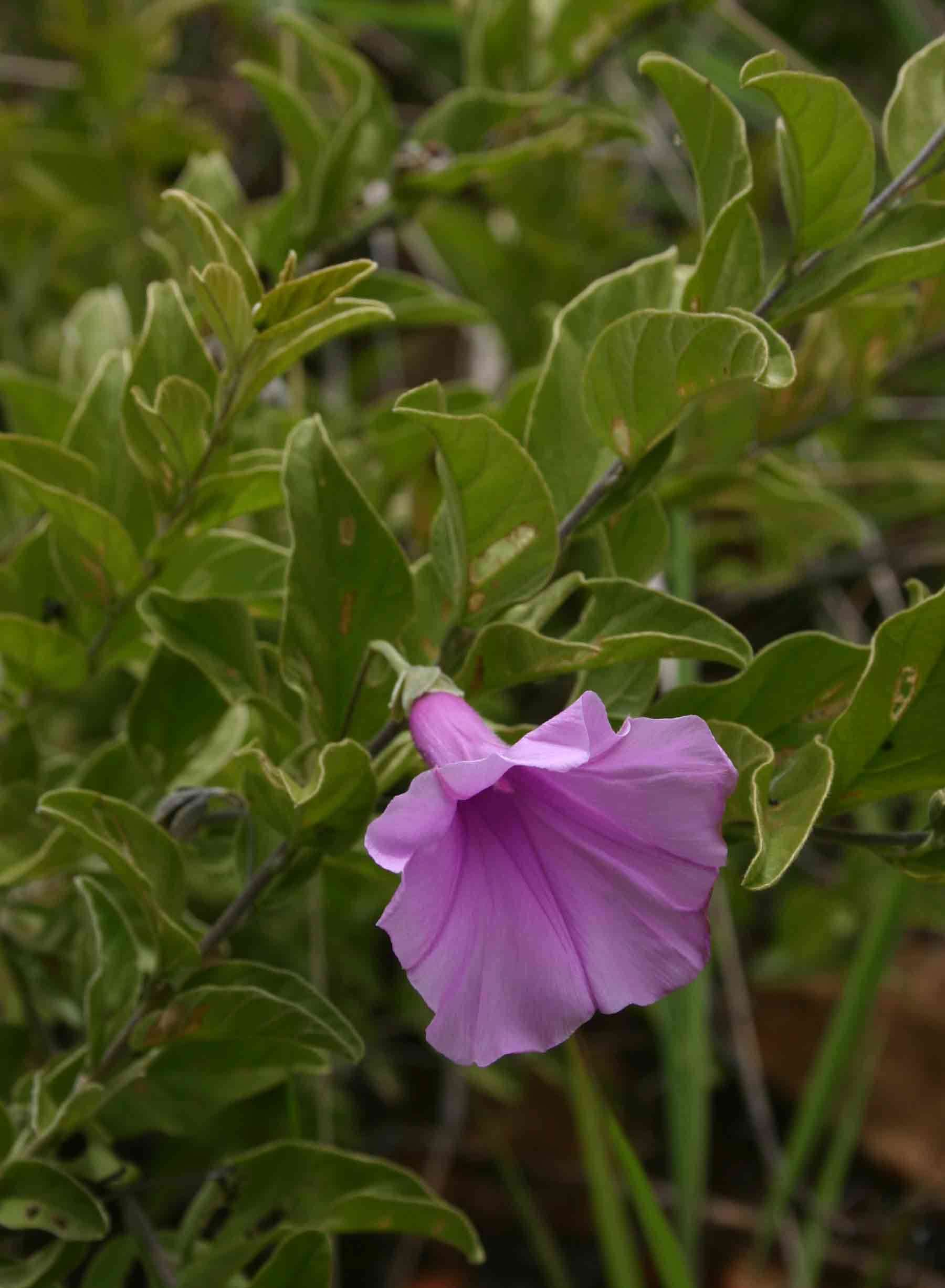 Plancia ëd Ipomoea holubii Baker