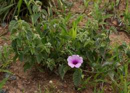 Plancia ëd Ipomoea holubii Baker