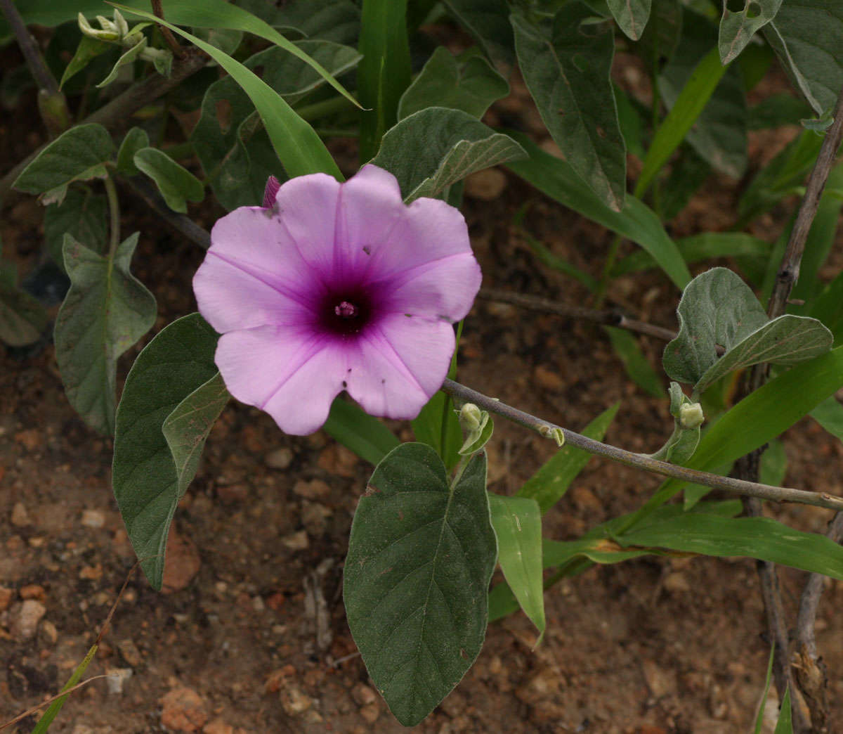 Plancia ëd Ipomoea holubii Baker