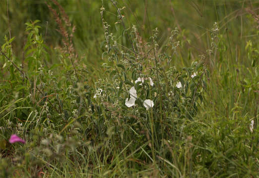 Plancia ëd Ipomoea holubii Baker