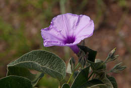 Plancia ëd Ipomoea holubii Baker