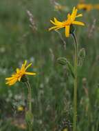 Image of mountain arnica