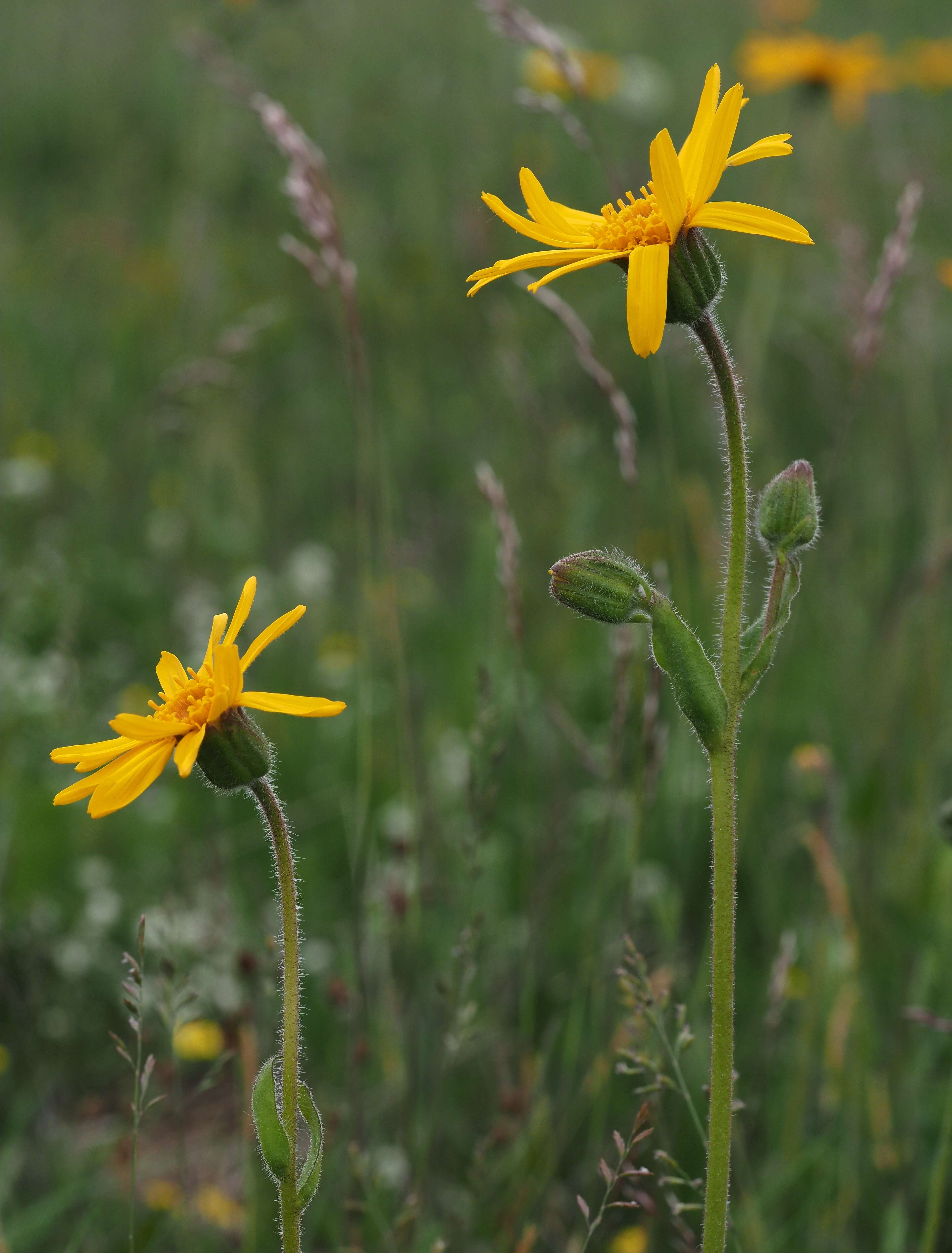 Image of mountain arnica