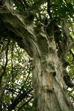 Image of Grey-bark saucer-berry