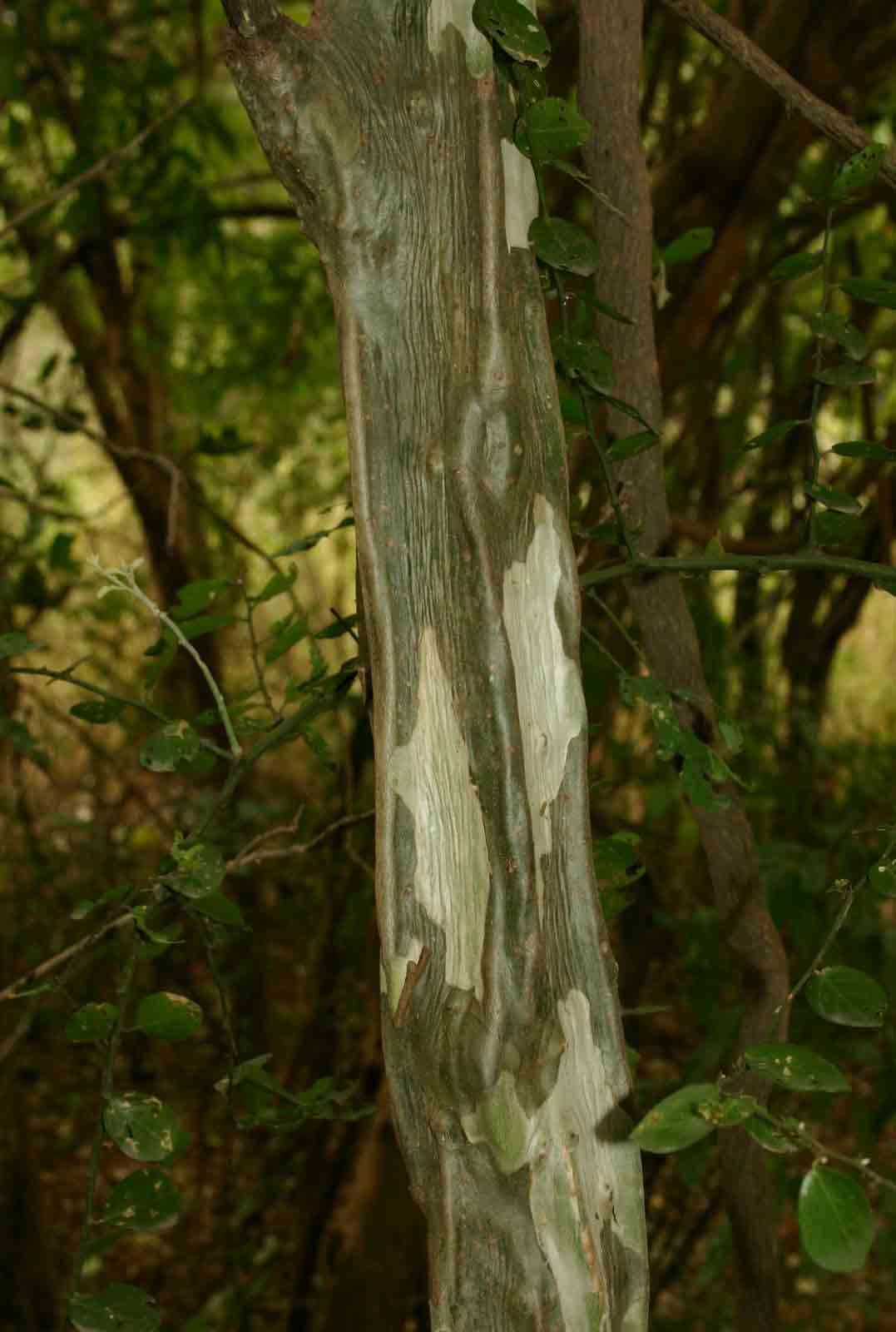 Image of Grey-bark saucer-berry