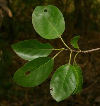 صورة Cordia goetzei Gürke