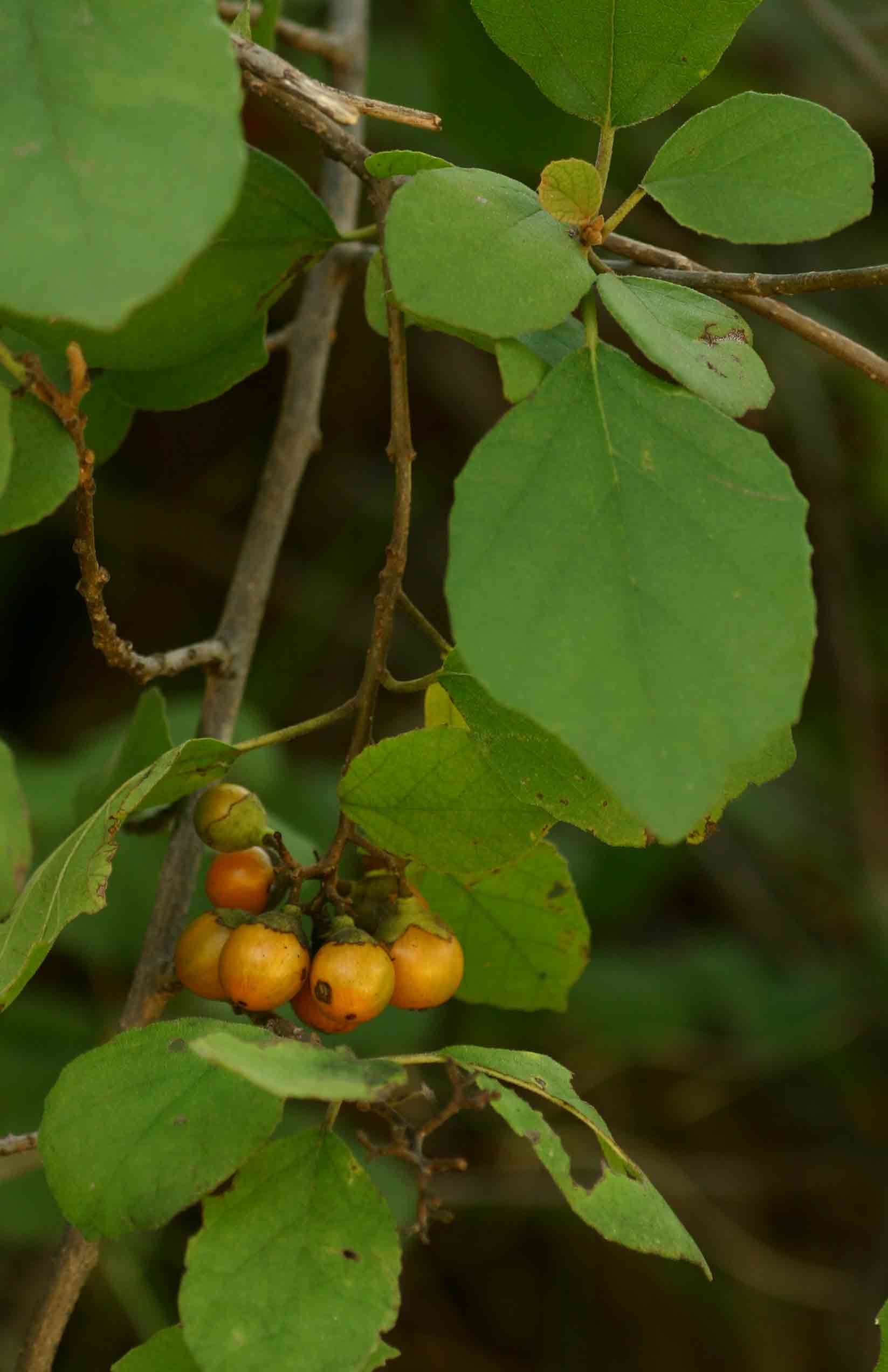 Image de Cordia monoica Roxb.