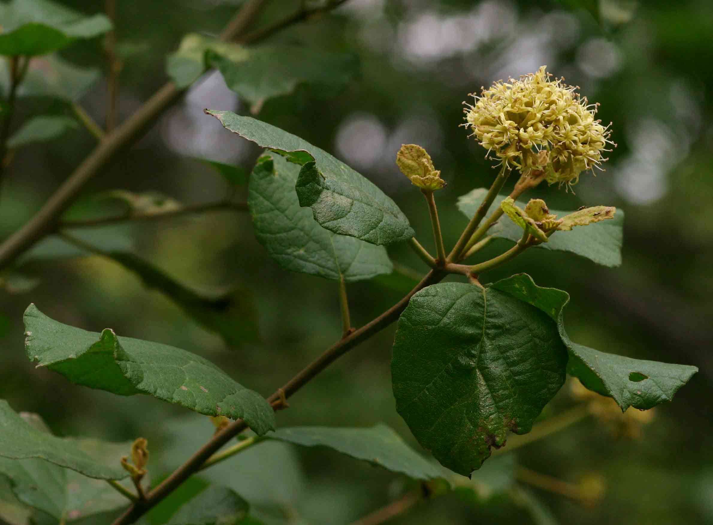 Слика од Cordia monoica Roxb.