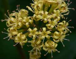 Image de Cordia monoica Roxb.