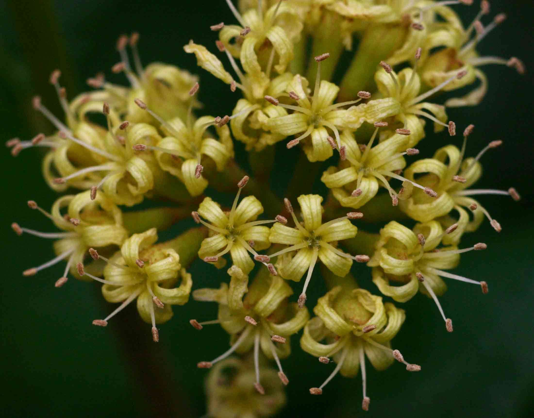 Слика од Cordia monoica Roxb.