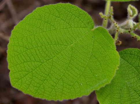 Cordia pilosissima Baker resmi