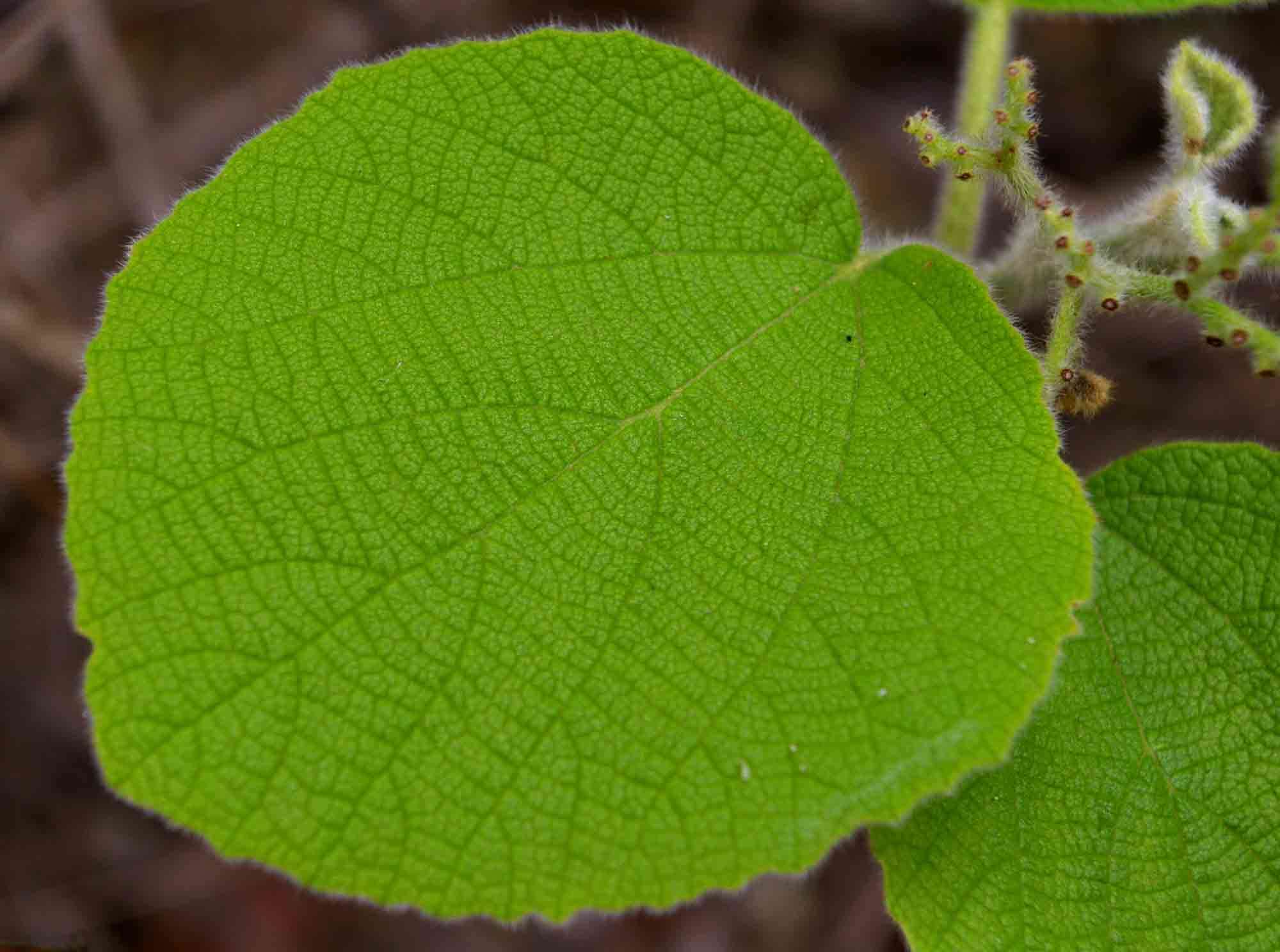 Cordia pilosissima Baker resmi