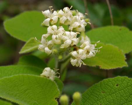 Image of Woolly saucer-berry