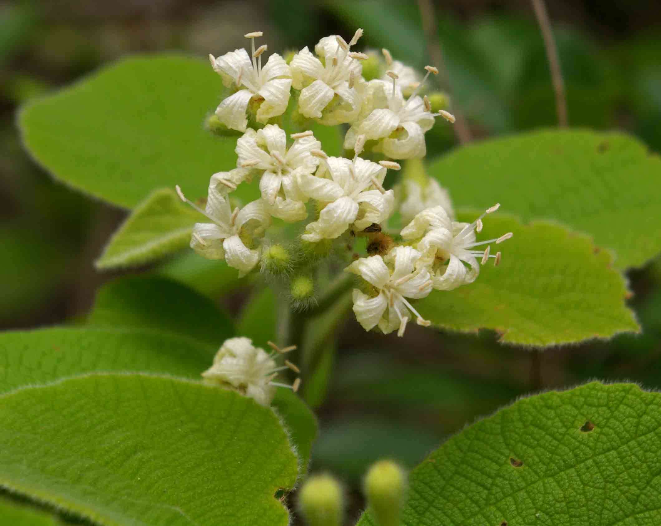 Cordia pilosissima Baker resmi