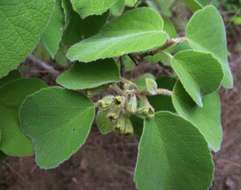 Cordia pilosissima Baker resmi