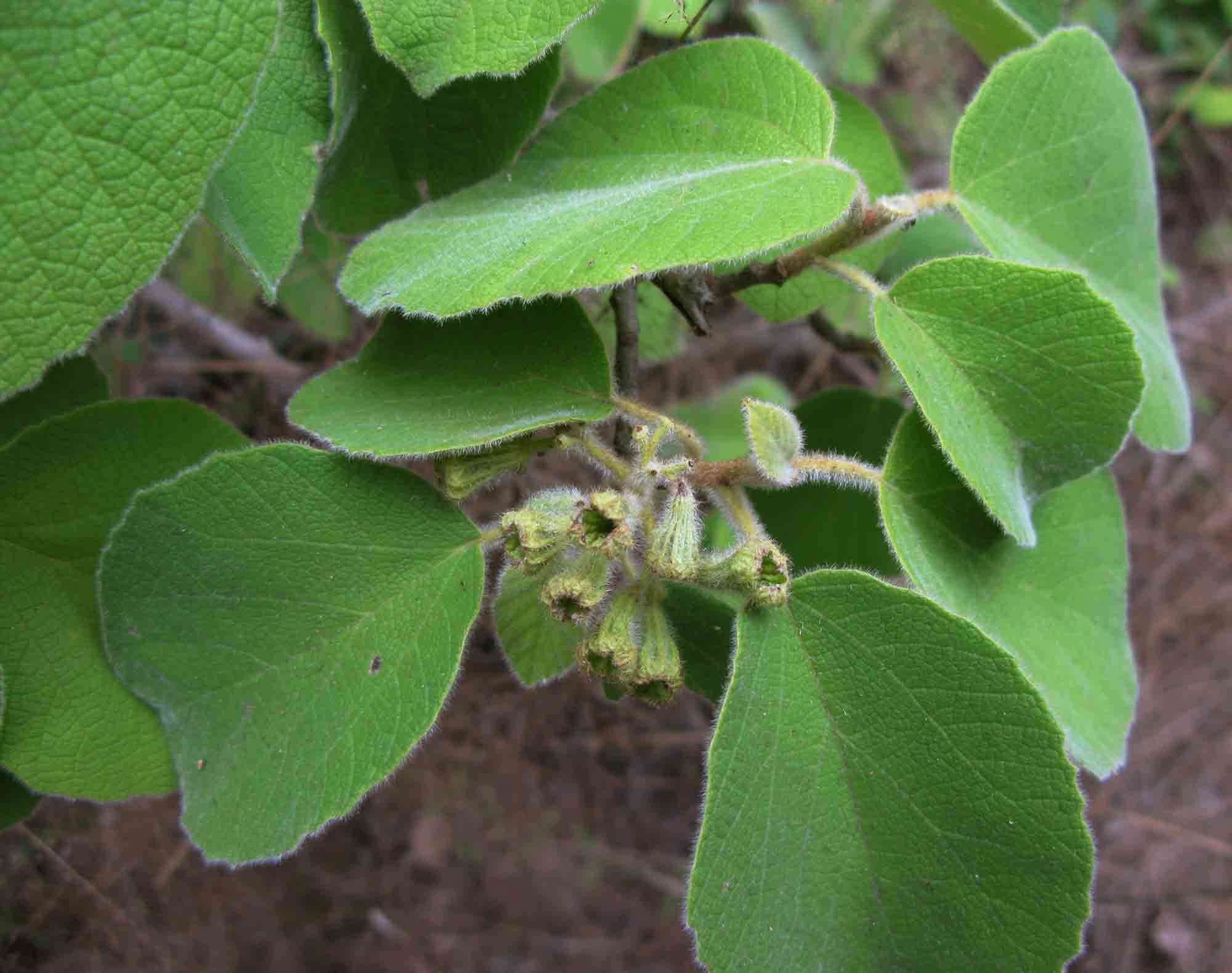 Image de Cordia pilosissima Baker