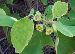 Cordia pilosissima Baker resmi