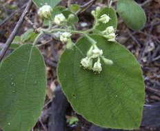 Image de Cordia pilosissima Baker