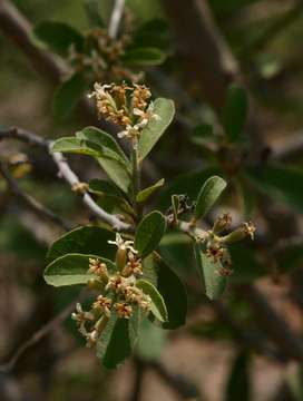 Cordia sinensis Lam. resmi