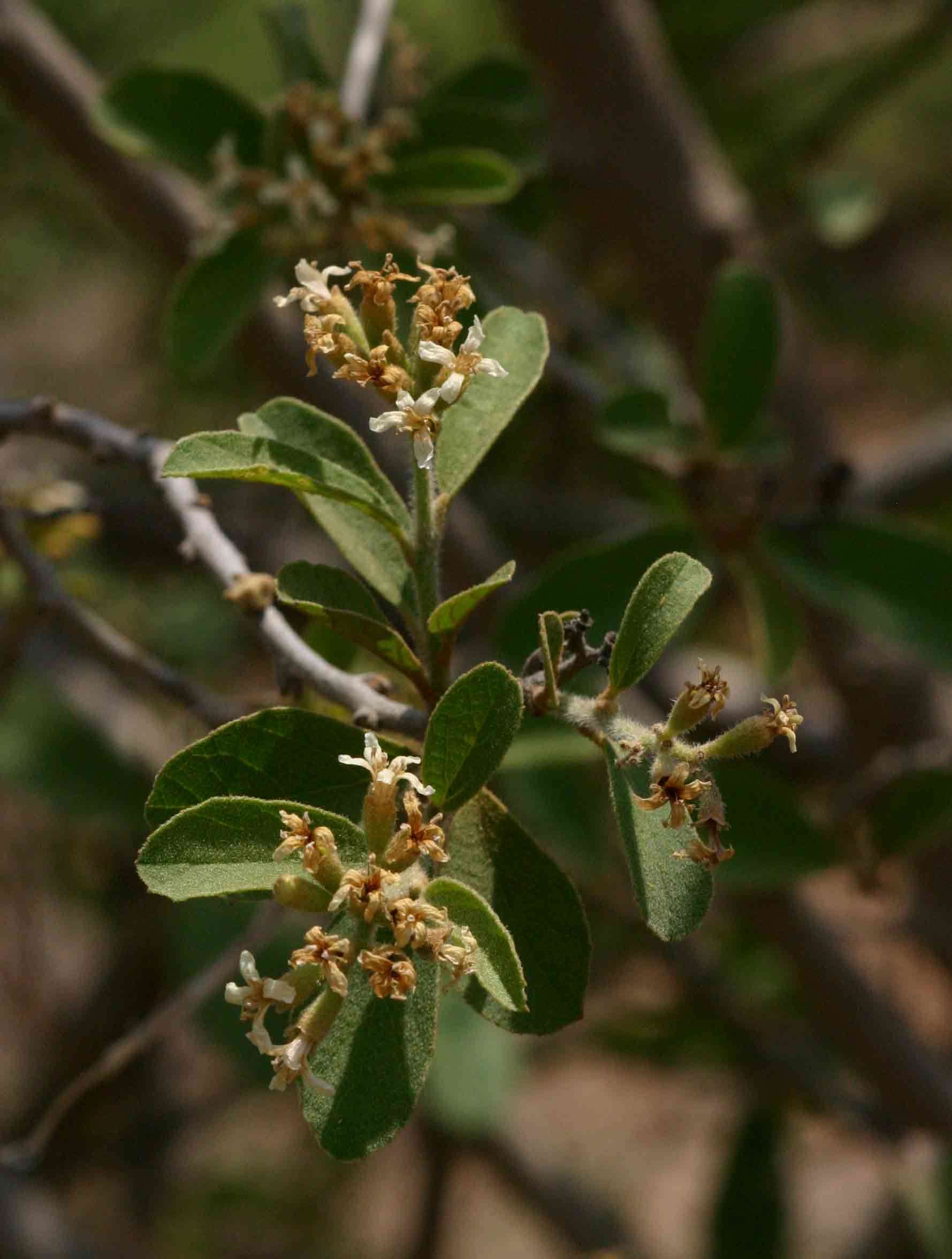 Image de Cordia sinensis Lam.