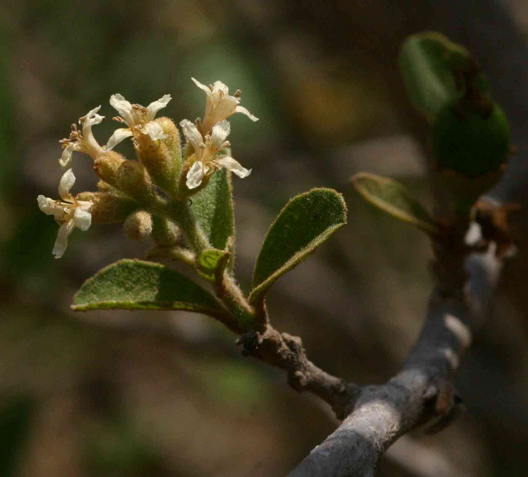 Image de Cordia sinensis Lam.