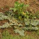 Imagem de Coldenia procumbens L.