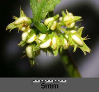 Rumex palustris Sm. resmi