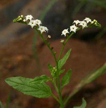 Imagem de Heliotropium ciliatum Kaplan