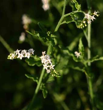 Heliotropium ciliatum Kaplan的圖片